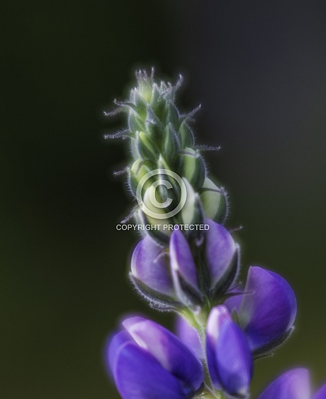 Wild Lupine or Lupinus in Alaska Wild Lupine or Lupinus in Alaska