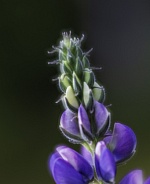 Wild Lupine or Lupinus in Alaska