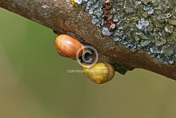 Snails