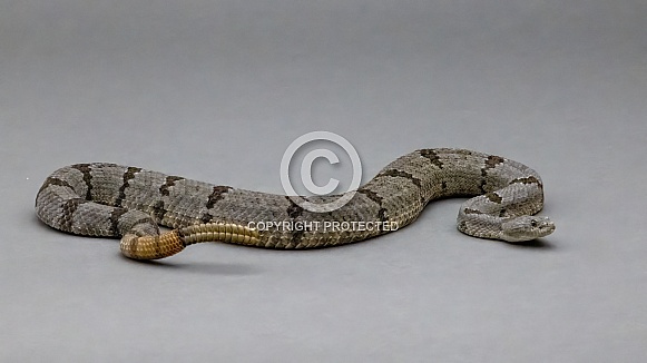 Banded Rock Rattlesnake