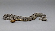 Banded Rock Rattlesnake
