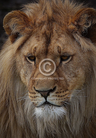 African Lions