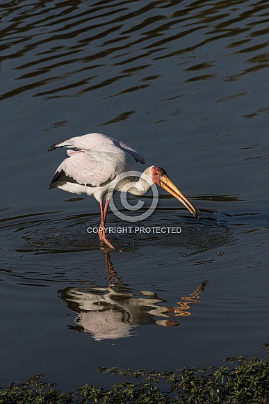 Yellow-billed Stork
