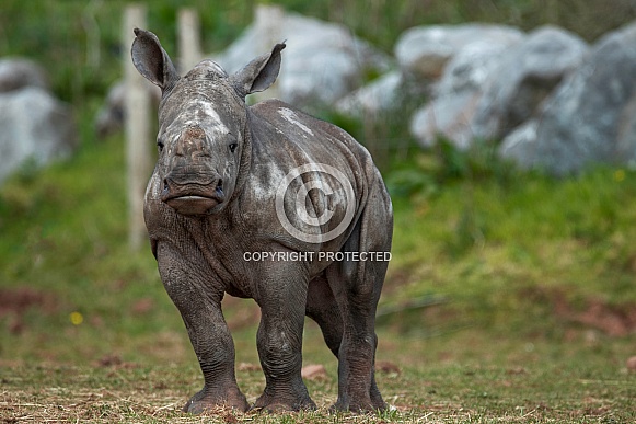 White Rhino Baby Standing Full Body Shot White Rhino Baby Standing Full Body Shot