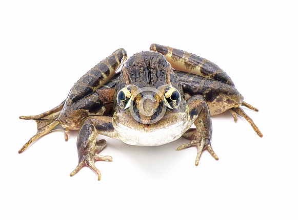 Southern leopard frog - Lithobates sphenocephalus or Rana sphenocephala - isolated on white background top front face view Southern leopard frog - Lithobates sphenocephalus or Rana sphenocephala - isolated on white background top front face view
