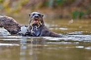 Giant river otter in the nature habitat