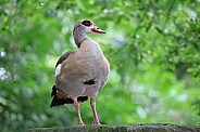 The Egyptian goose (Alopochen aegyptiaca)