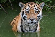 Siberian Tiger