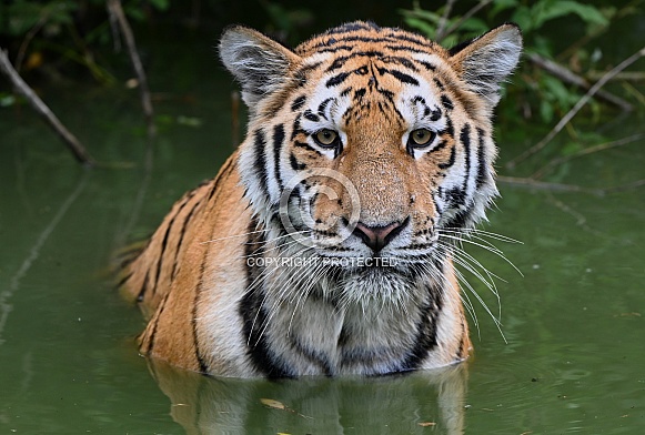 Siberian Tiger