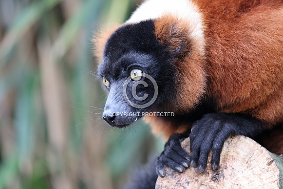 The red ruffed lemur (Varecia rubra) The red ruffed lemur (Varecia rubra)