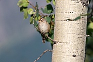 Female or Juvenile White-crowned Sparrow in Alaska