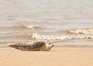 Young Common Seal