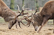 Red Deer Stags rutting
