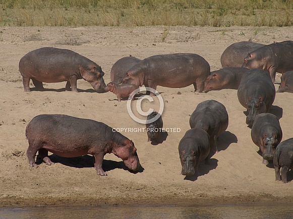 Hippos Hippos