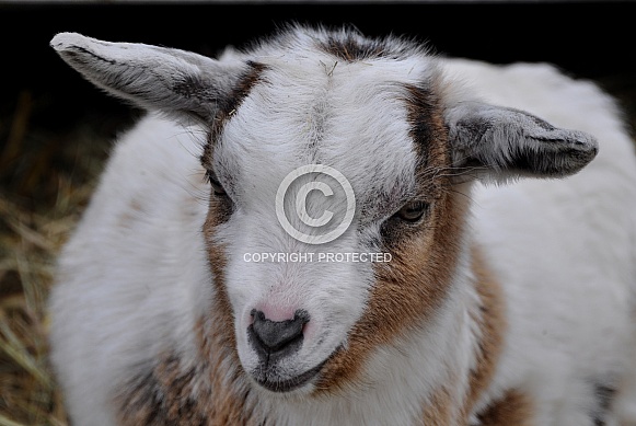 Goat Goat