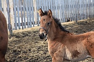 Thoroughbred Foal