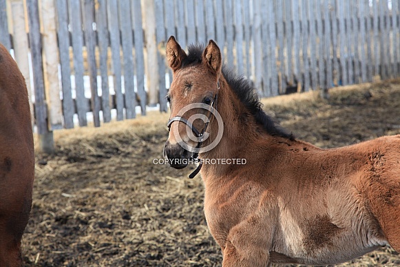 Thoroughbred Foal