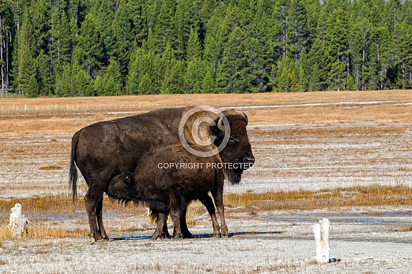 Mother Bison nursing her Calf