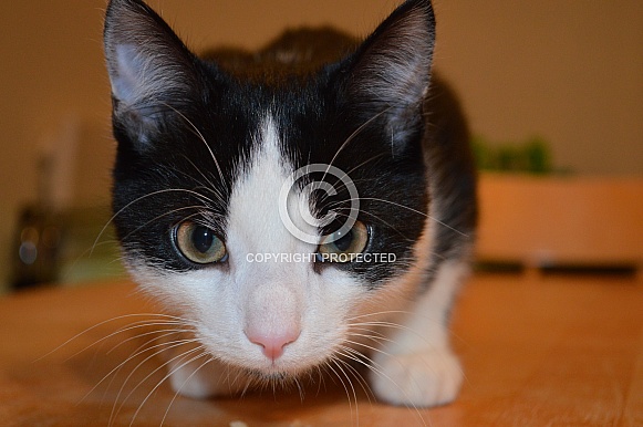 Domestic Cat
