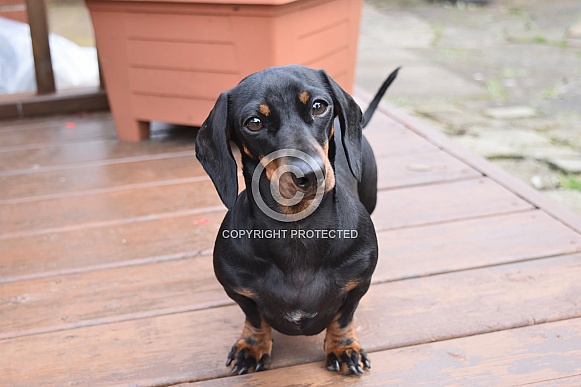 Miniature Dachshund Miniature Dachshund