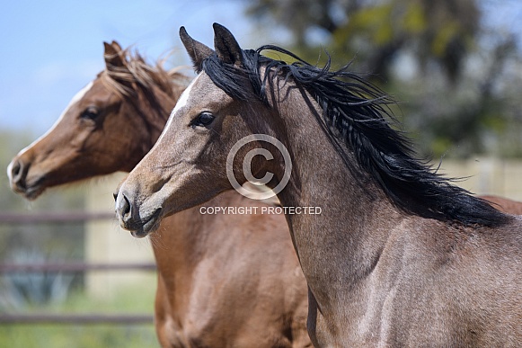 Arabian foals running in an arena