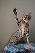 Savannah Cat