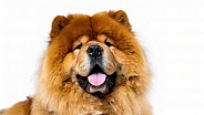 Chow Chow - Canis lupus familiaris - is a spitz type of dog breed originally from Northern China known for a very dense double coat. Close up of head and face isolated on white background