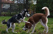 Huskies playing