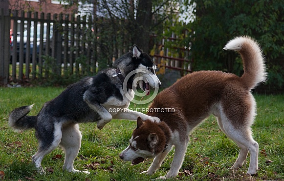 Huskies playing