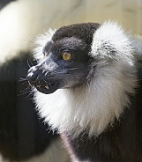Lemur