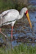 Yellow-billed Stork - Botswana