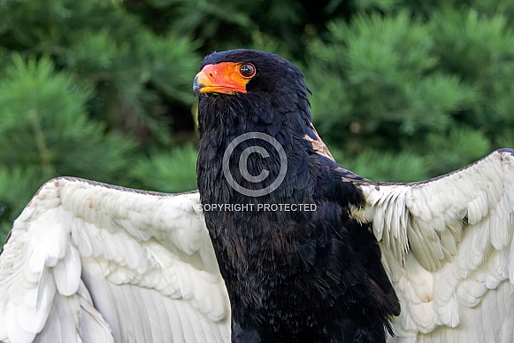 Bateleur (Terathopius ecaudatus) Bateleur (Terathopius ecaudatus)