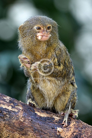 western pygmy marmoset (Cebuella pygmaea)