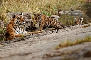 Beautiful tiger in the nature habitat. Tiger pose in amazing light. Wildlife scene with wild animal. Indian wildlife. Indian tiger. Panthera tigris tigris.