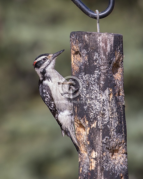 Hairy Woodpecker Eating Peanut Butter in Alaska Hairy Woodpecker Eating Peanut Butter in Alaska