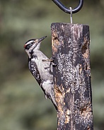 Hairy Woodpecker Eating Peanut Butter in Alaska
