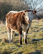 English Longhorn Cow