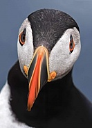 Puffin