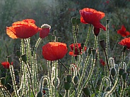 Poppies in the sunlight