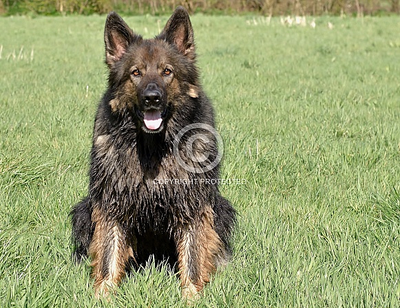 German shepherd German shepherd