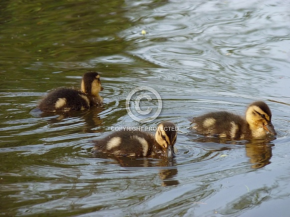 Mallard Ducklings