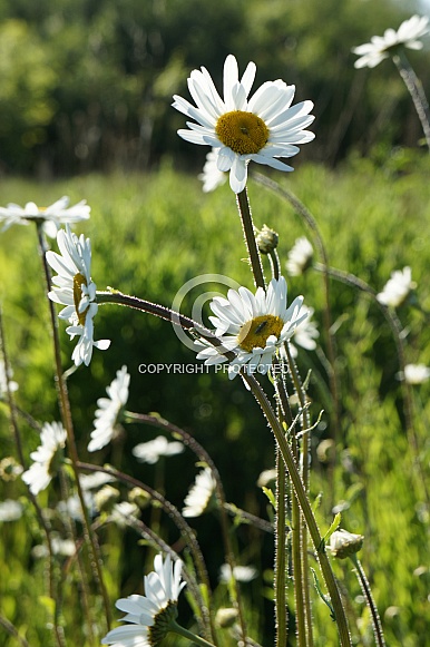 Daisy Daisy