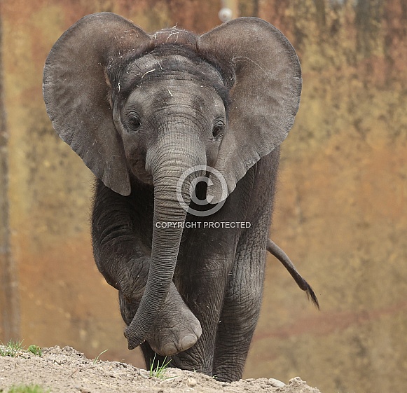 Young african elephant Young african elephant