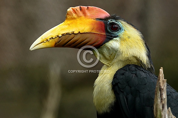 Wrinkled Hornbill Wrinkled Hornbill