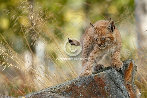 Lynx cub