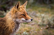 Red fox