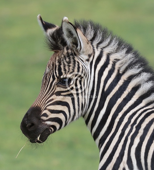 Zebra Foal