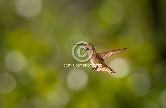 Female hummingbird against a green background of trees