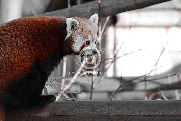 Red Panda