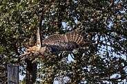 Eurasian Eagle Owl--Eurasian Eagle Owl Blast Off